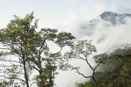 misty cloud in tropical jungle, asia