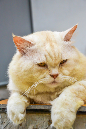 A Catの写真素材