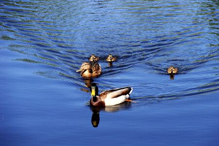Growing family with youngsters の写真素材