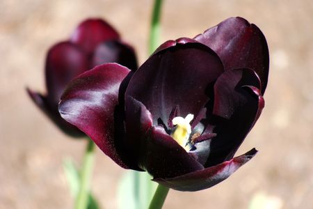Dark purple tulips  の写真素材