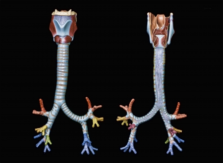 colored model of tracheobronchial tree front view and back view isolated on blackの写真素材