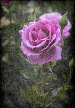 beautiful purple rose on a textured dark backgroundの写真素材