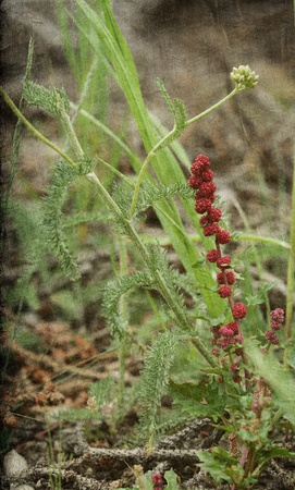 Red berry like wildflower on forest floor with textured backgroundの写真素材