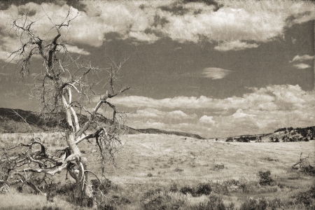 Dead tree in an open field with a cloudy sky and mountains in the background in sepia with a textured overlayの写真素材