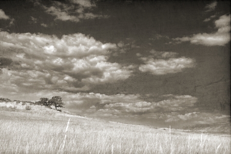 Two pine trees in a grassy field with a cloudy sky in monochrome with sepia toningの写真素材