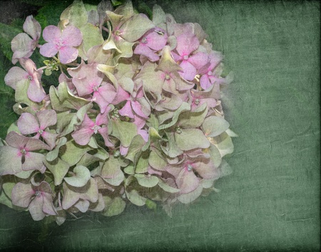 Pink and green hydrangea on a green textured background