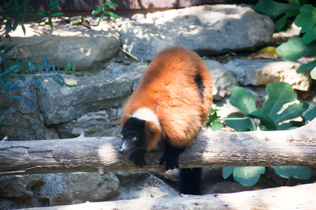 Lemur on the branch while observing
