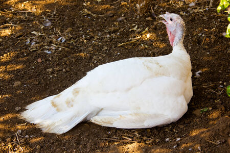 Turkey on the ground seen up closeの写真素材