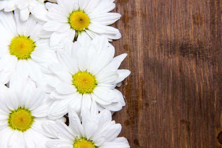 Daisies with water drops on wooden tableの写真素材