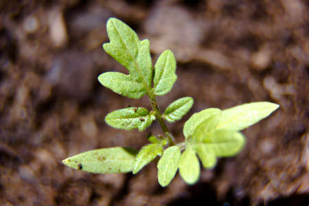 Tomato seedling on soil close up viewの写真素材