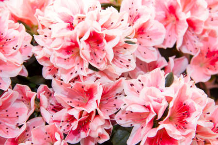 Azalea plant close up view from the frontの写真素材