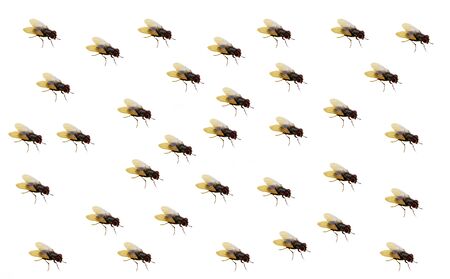 Flies scattered randomly on a white backgroundの写真素材