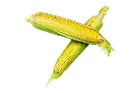 Fresh corn on the cob on white backgroundの写真素材