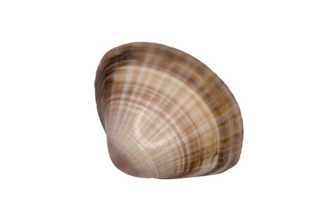 A smooth shell on a white backgroundの写真素材