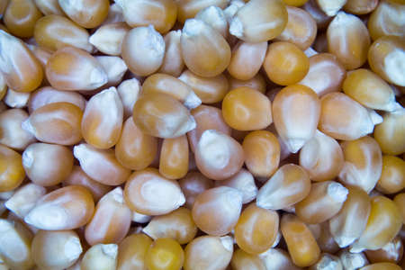 Dry corn seen from very close and up