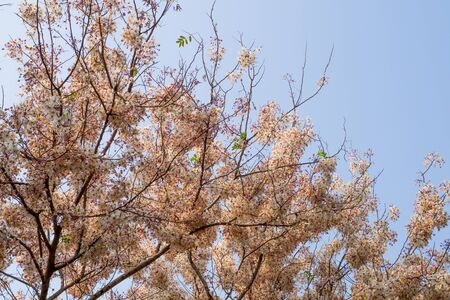 Pink shower, Wishing tree, horse Cassia Thailand beautifulの写真素材