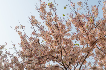 Pink shower, Wishing tree, horse Cassia Thailand beautifulの写真素材
