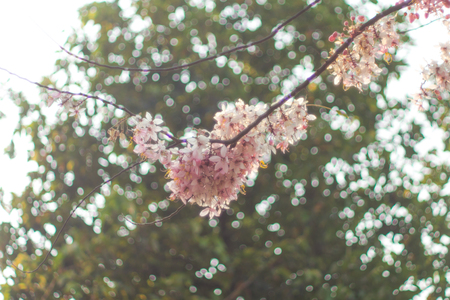 Pink shower, Wishing tree, horse Cassia Thailand beautifulの写真素材