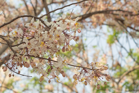 Pink shower, Wishing tree, horse Cassia Thailand beautifulの写真素材