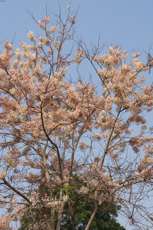 Pink shower, Wishing tree, horse Cassia Thailand beautifulの写真素材