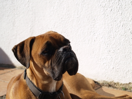Brown Boxer dogBrown Boxer dogの写真素材