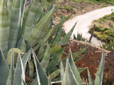 Agave with path behindの写真素材