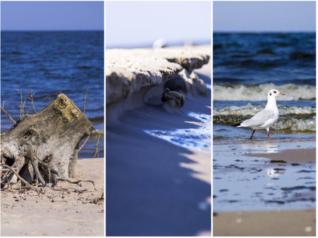 Baltic sea postcard - seashore, bird, sand and seaの写真素材