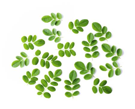 Moringa leaves on white background.の写真素材