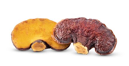 Lingzhi Mushroom Ganoderma Lucidum Isolated on white background