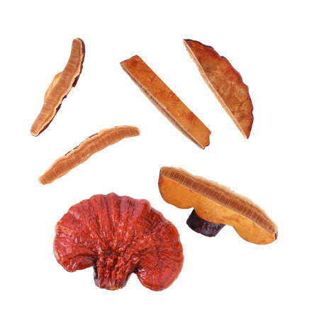 Lingzhi Mushroom Ganoderma Lucidum Isolated on white background top viewの写真素材