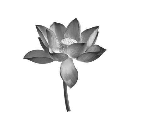 black lotus flower isolated on white backgroundの写真素材