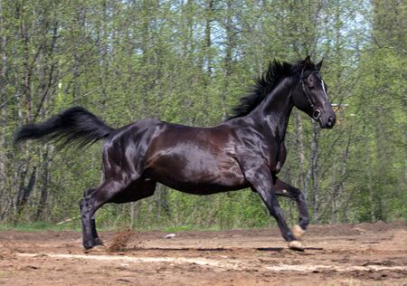 Side view of black horse galloping in countryside with trees in backgroundの写真素材