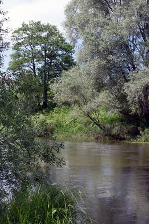 willows on the shore of the river Vorya