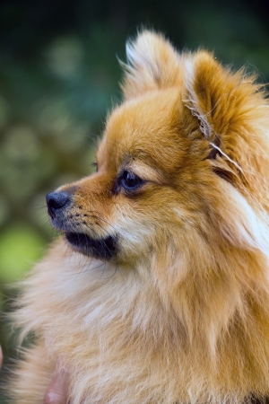 portrait of a dog in the profile, breed Pomeranianの写真素材