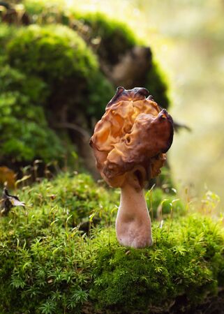 Autumn mushroom growing out of the green mossの写真素材