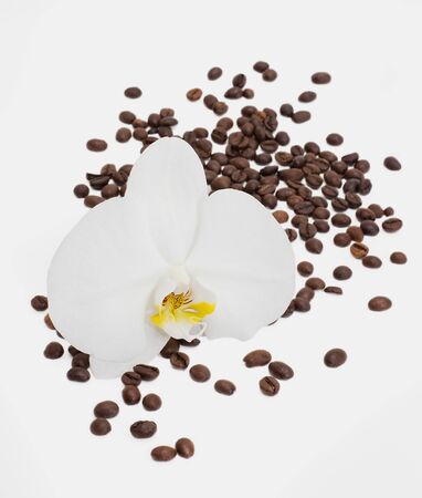 Flower white orchid on placer grains of black coffeeの写真素材