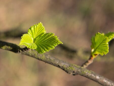 Birch branch with small leaves on a blurred background,