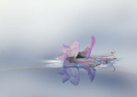 Small basil flowers with reflection on the water surfaceの写真素材