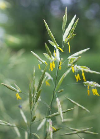 High blooming yellow flowers grassの写真素材