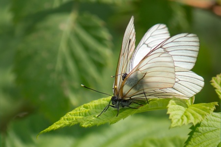 Large white butterflies mating on the green branch of raspberriesの写真素材