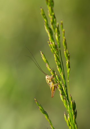 Small grasshopper with long antennae sitting on a blade of grassの写真素材