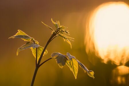 Green branch in the reflected rays of the setting sun