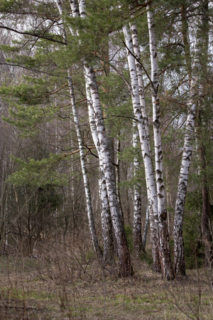 Group of birch in the National Park Elk Islandの写真素材
