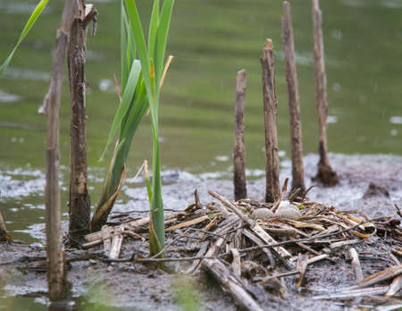 Laying eggs on the lake little tern Yushinoの写真素材