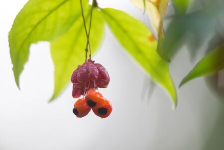 The fruit of European spindle tree in the forestの写真素材