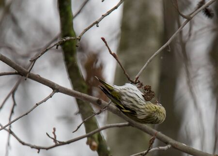 Siskin feeds alder conesの写真素材