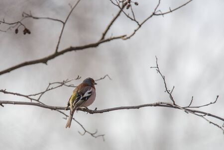 Finch on a branchの写真素材