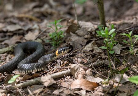 Grass snake in the spring forest, Pehra-Yakovlevskoye Balashikhaの写真素材