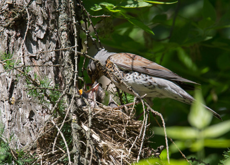 Sveoih Fieldfare feeding chicks in the nest