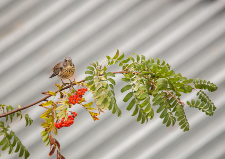 Thrush on a branch of rowan eating red ripe berriesの写真素材